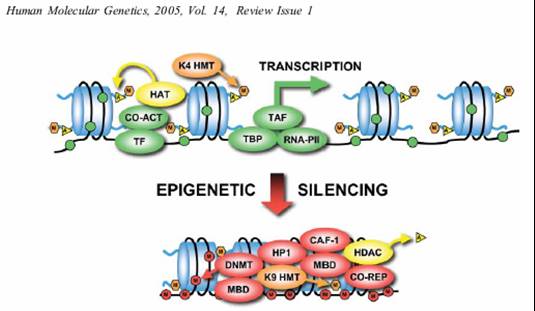 Meccanismi epigenetici alla base dell’autismo