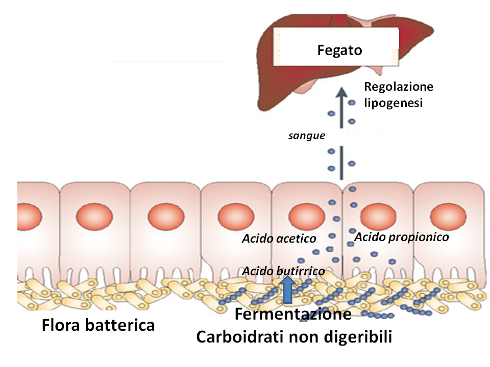 Salute e benessere intestinale