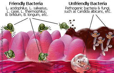 Il Microbiota: una mappa dei batteri dell’intestino, per la cura delle patologie gastrointestinali e metaboliche