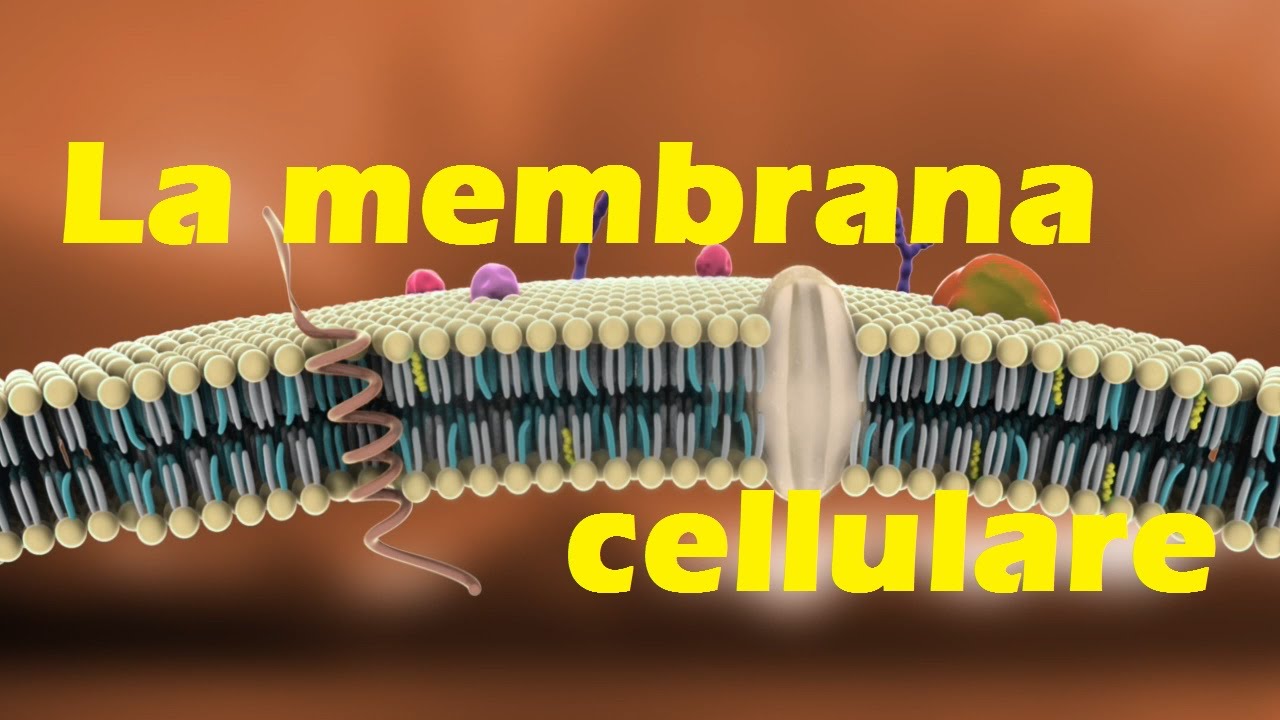 Membrane cellulari e salute