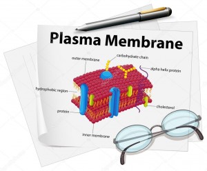 PROTOCOLLO KANE, LIPIDOMICA