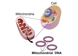 mitocondri e autismo