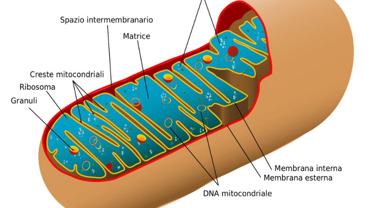 Nuove opportunità nella valutazione della salute mitocondriale