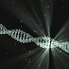 DNA, AUTOGAGIA